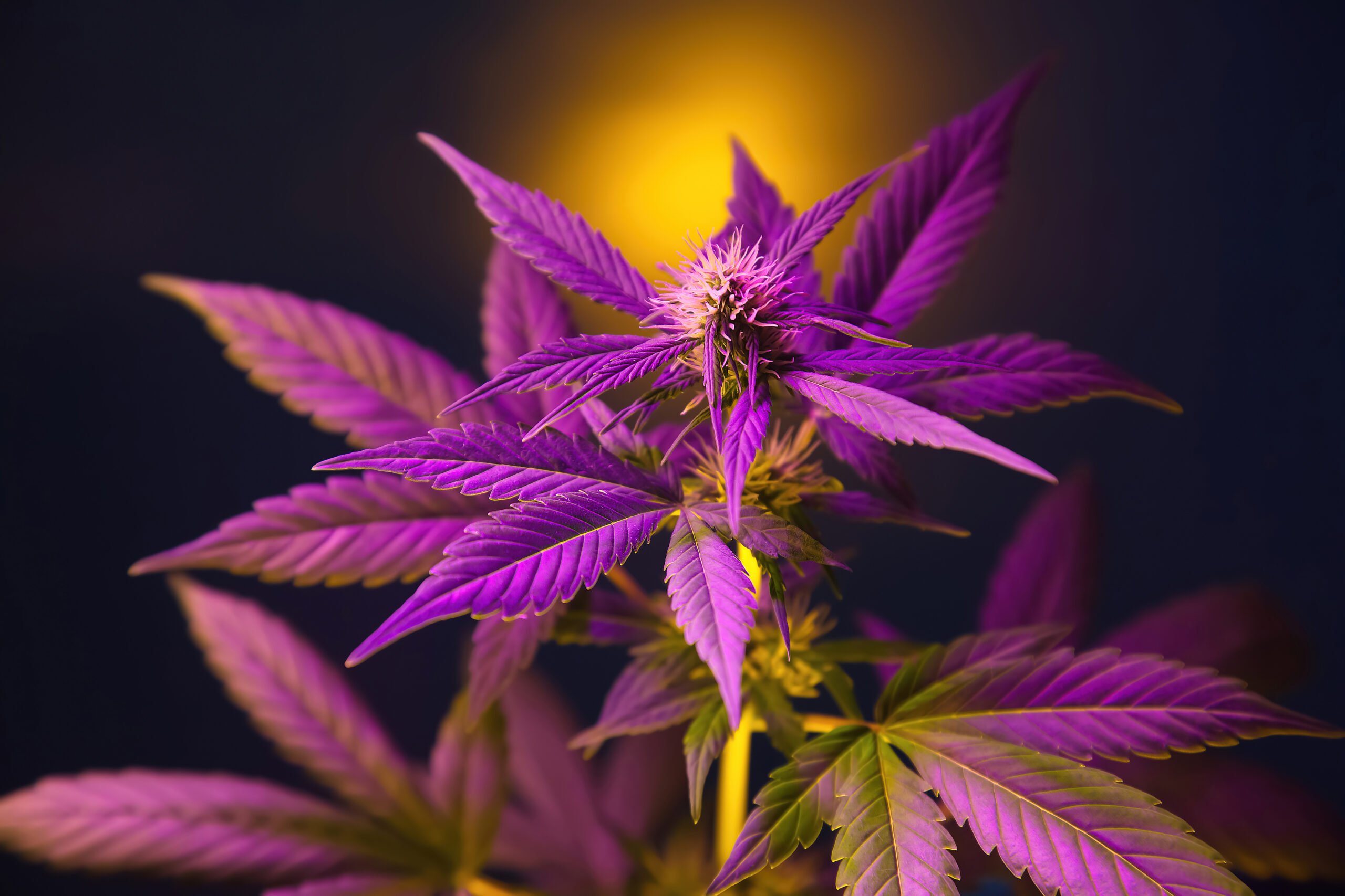 Cannabis plant with purple pink leaves isolated on a black background with sun glare.